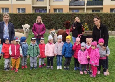 Dzień Przedszkolaka – spotkanie z alpakami
