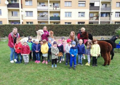 Dzień przedszkolaka – spotkanie z alpakami